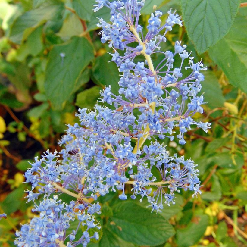 Sinipensas Gloire de Versailles (Kukinta)