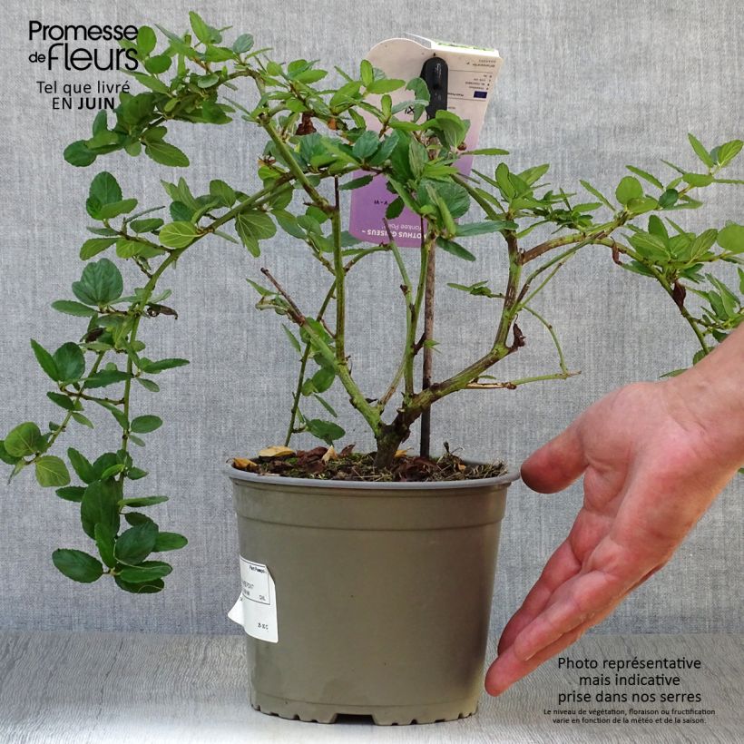 Esimerkki kesällä toimitetusta Sinipensas Yankee Point Pot de 2L/3L-taimesta