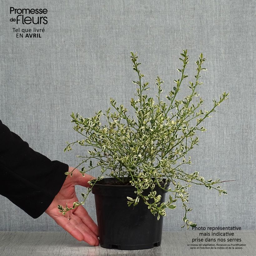 Esimerkki keväällä toimitetusta Sinipensas Cool Blue Pot de 1,5L/2L-taimesta