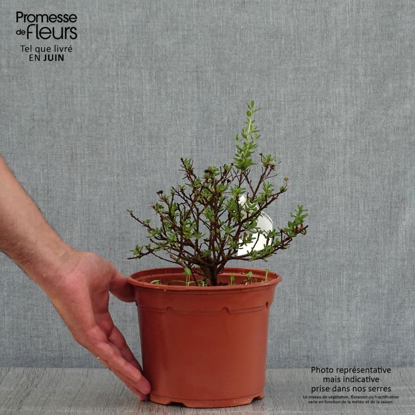 Esimerkki kesällä toimitetusta Sinipensas Puget Blue Pot de 2L/3L-taimesta