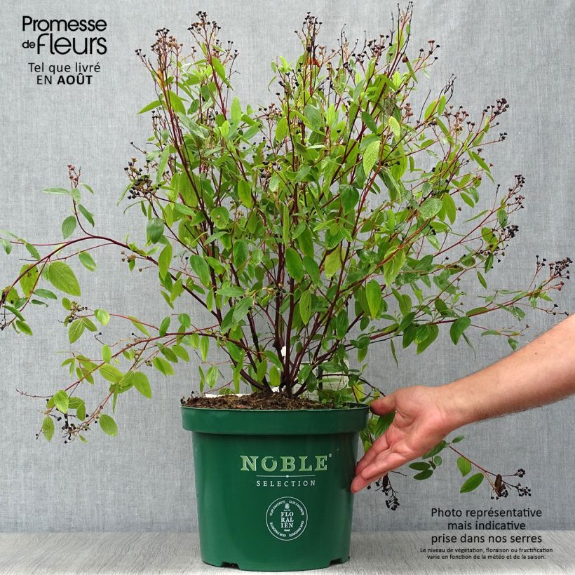 Esimerkki kesällä toimitetusta Tuoksio Marie Blue Pot de 7,5L/10L-taimesta