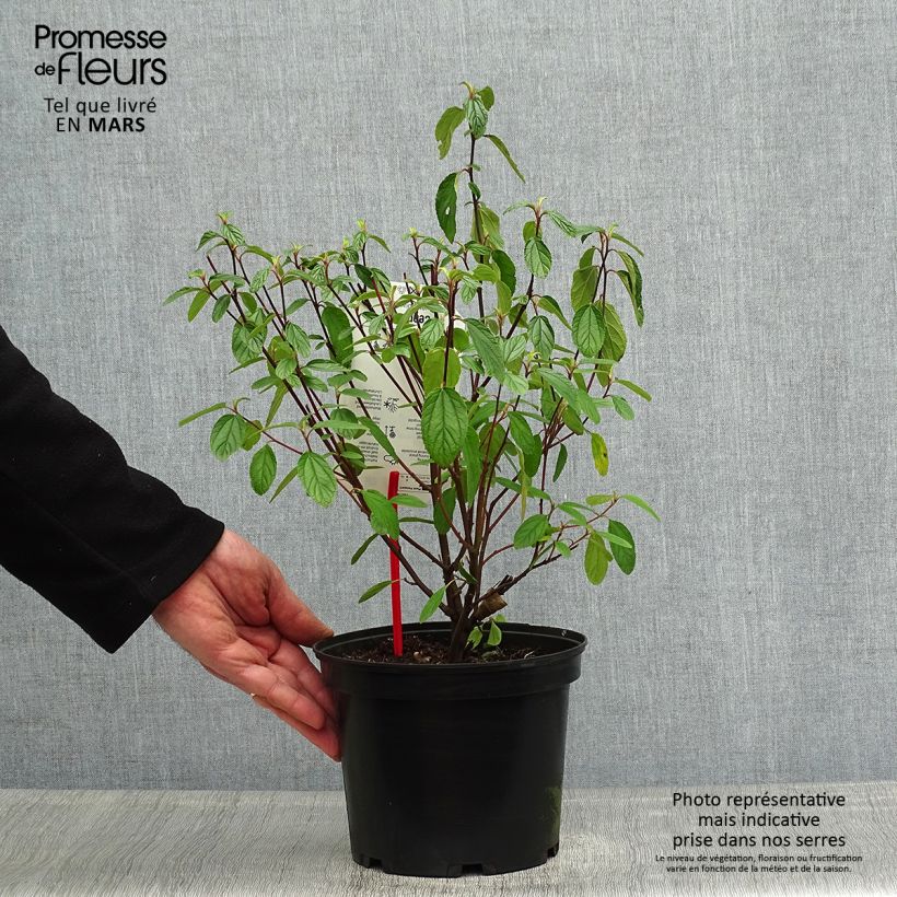 Esimerkki keväällä toimitetusta Sinipensas Blue Diamond Pot de 2L/3L-taimesta