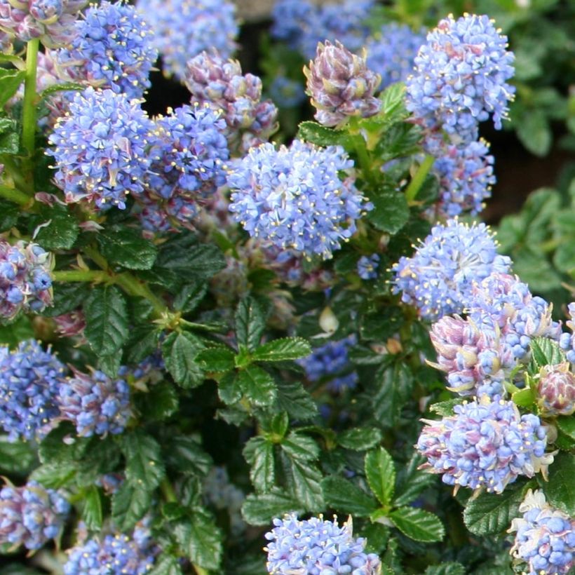 Sinipensas Blue Mound (Lehvistö)