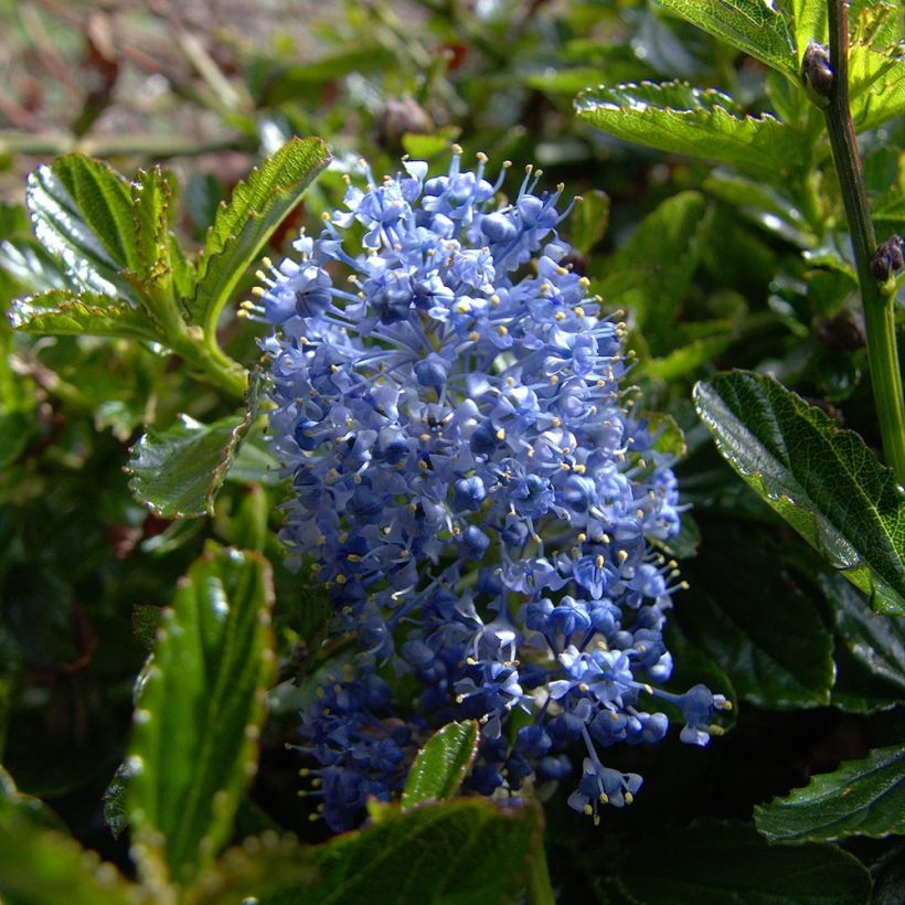 Sinipensas Burkwoodii (Kukinta)