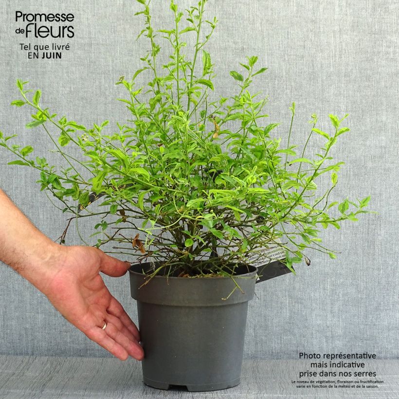 Esimerkki kesällä toimitetusta Sinipensas El Dorado Pot de 2L/3L-taimesta