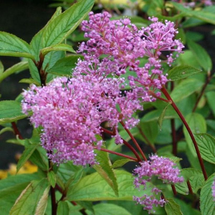 Sinipensas Perle Rose (Kukinta)