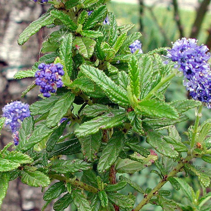 Sinipensas Blue Diamond (Lehvistö)