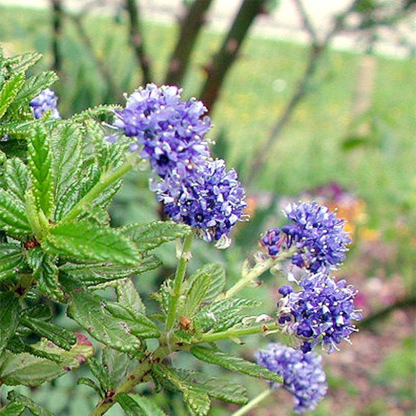 Sinipensas Blue Diamond (Kukinta)
