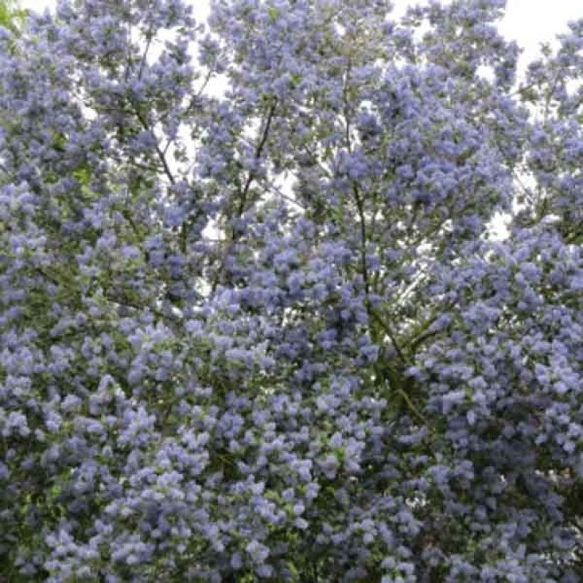 Sinipensas Trewithen Blue (Kasvutapa)