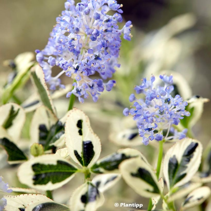 Sinipensas Cool Blue (Lehvistö)