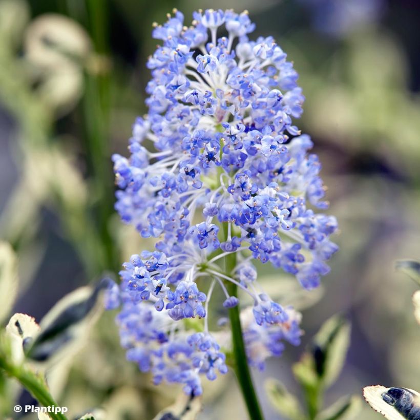 Sinipensas Cool Blue (Kukinta)