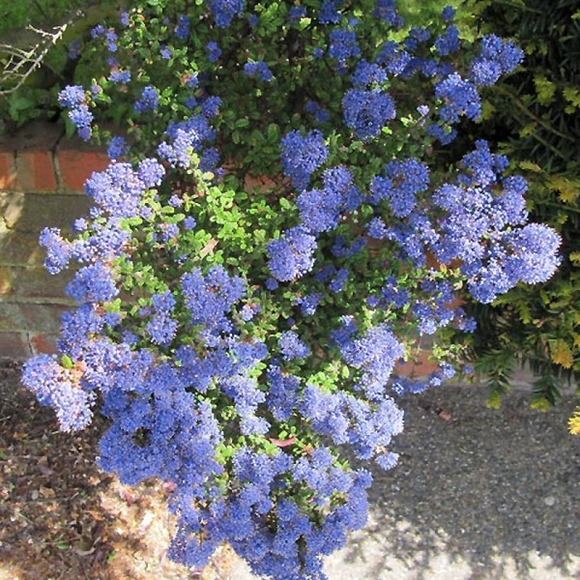 Sinipensas Puget Blue (Kukinta)