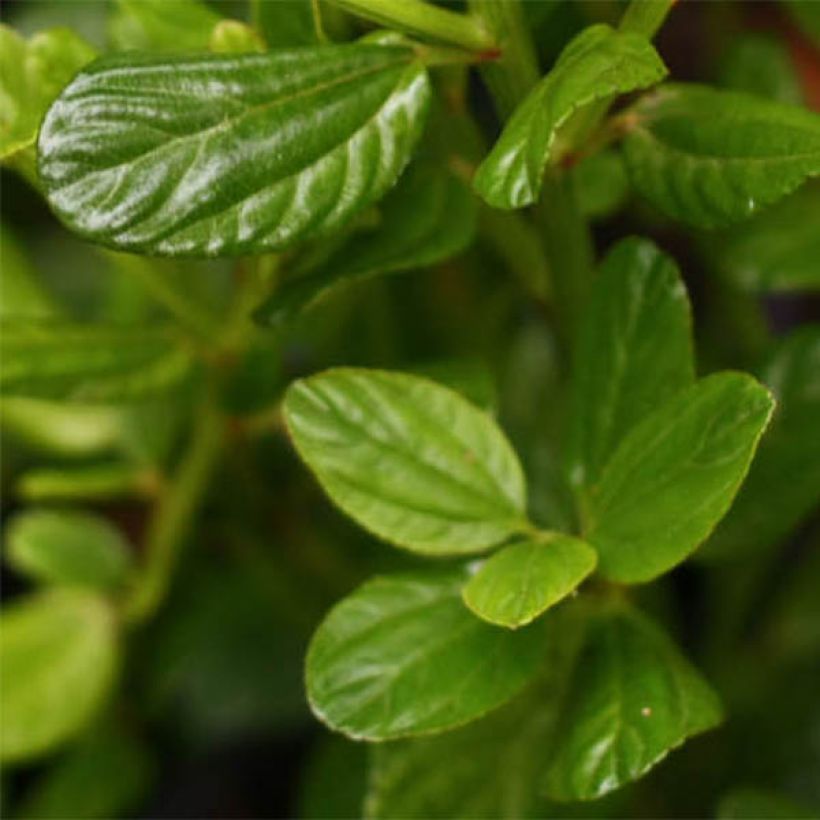 Sinipensas Victoria (Lehvistö)