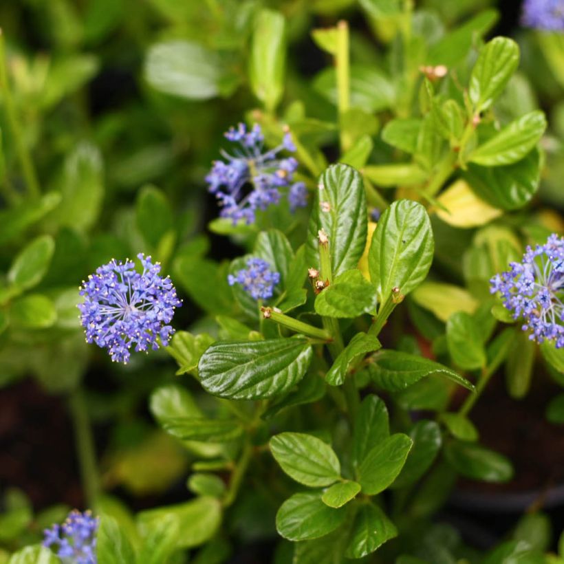 Sinipensas Victoria (Kukinta)