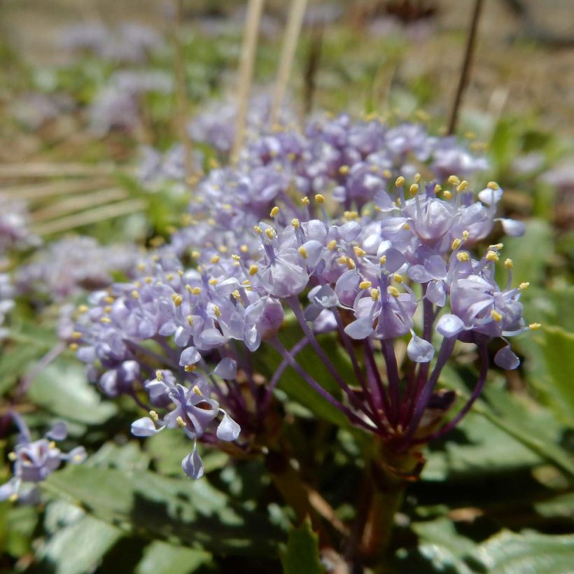 Sinipensas Prostratus (Kukinta)