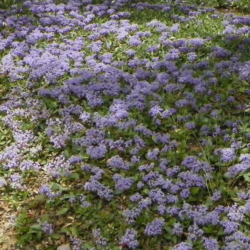 Sinipensas Prostratus (Kasvutapa)