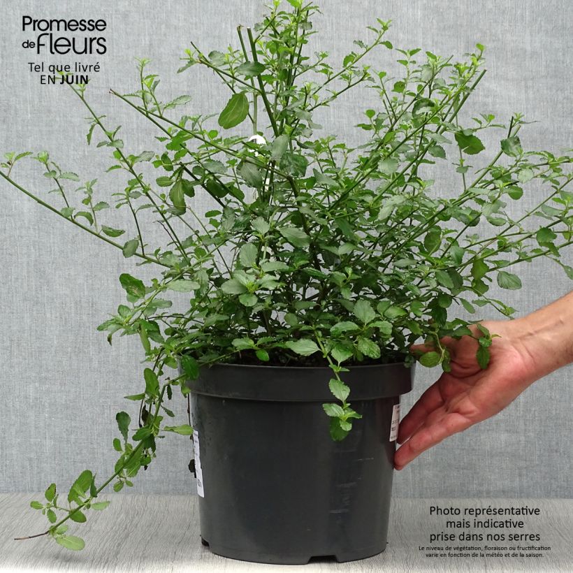 Esimerkki kesällä toimitetusta Sinipensas Repens Ruukku 7,5L / 10L-taimesta