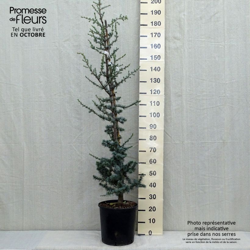 Esimerkki syksyllä toimitetusta Libanoninseetri Glauca 7,5 litran / 10 litran ruukku-taimesta
