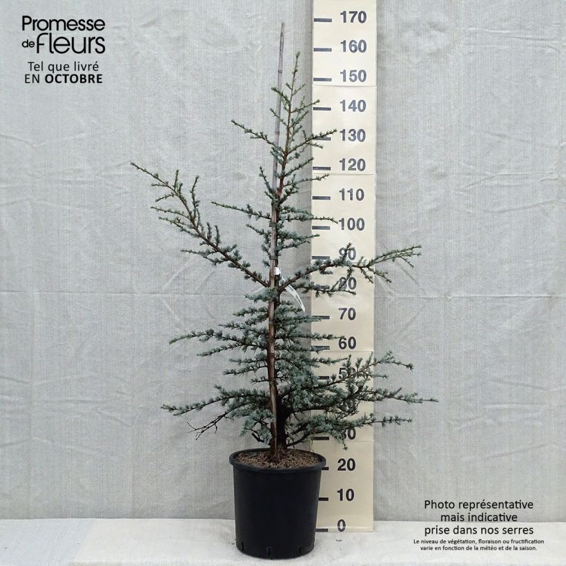 Esimerkki syksyllä toimitetusta Libanoninseetri Horstmanns Silberspitz 12 litran/15 litran ruukku-taimesta