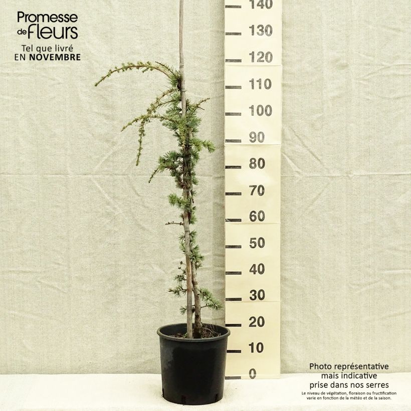 Esimerkki syksyllä toimitetusta Libanoninseetri Atlantica Pendula 7,5 litran / 10 litran ruukku-taimesta