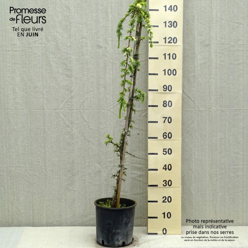 Esimerkki keväällä toimitetusta Libanoninseetri Atlantica Pendula Ruukku 7,5L / 10L-taimesta