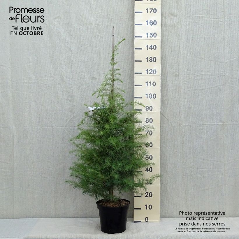 Esimerkki syksyllä toimitetusta Himalajansetri - Cedrus deodara 7,5 litran / 10 litran ruukku-taimesta