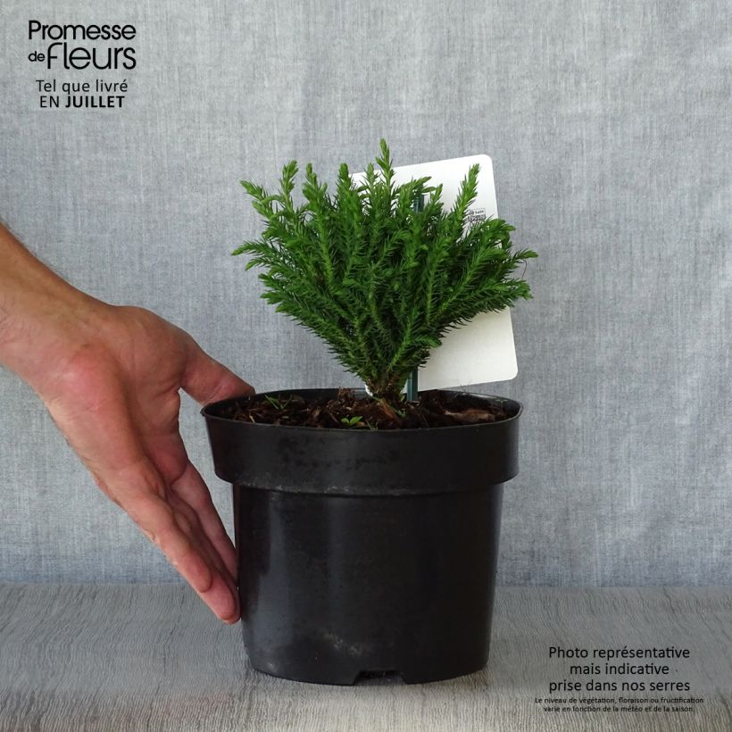 Esimerkki kesällä toimitetusta Sugi Green Pearl Ruukku 2L / 3L-taimesta
