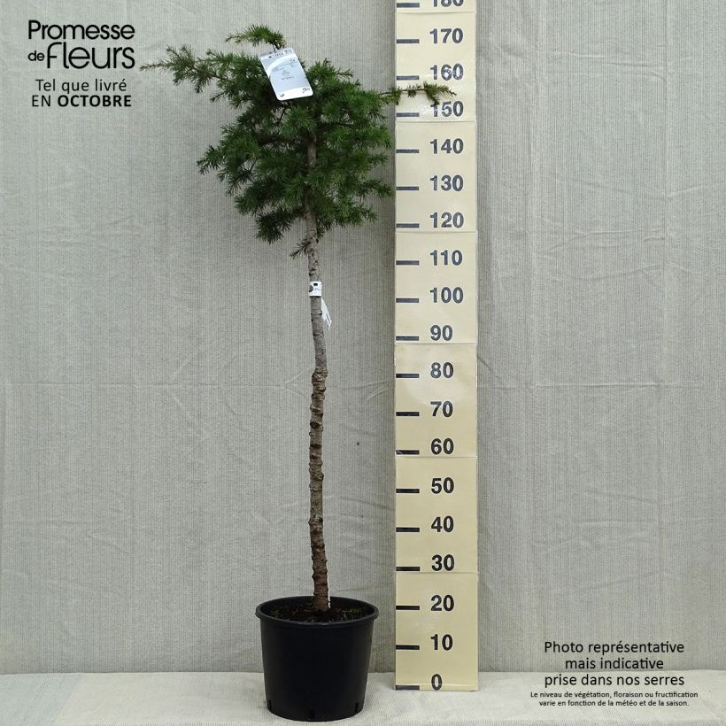 Esimerkki syksyllä toimitetusta Libanoninseetri - Cedrus libani 7,5 litran / 10 litran ruukku, Runko-taimesta