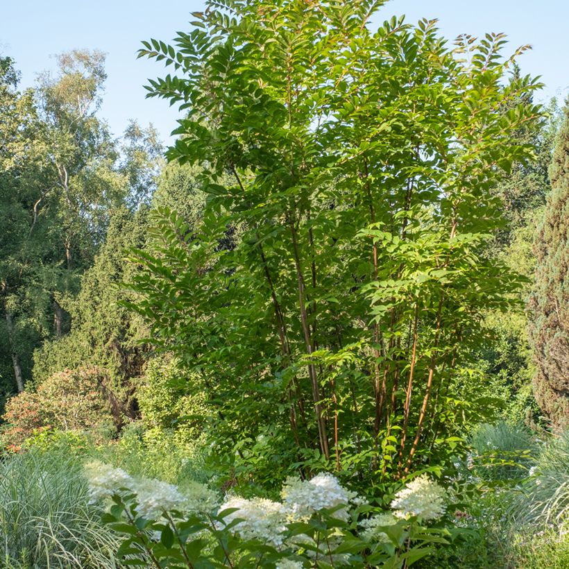 Toona sinensis (Kasvutapa)
