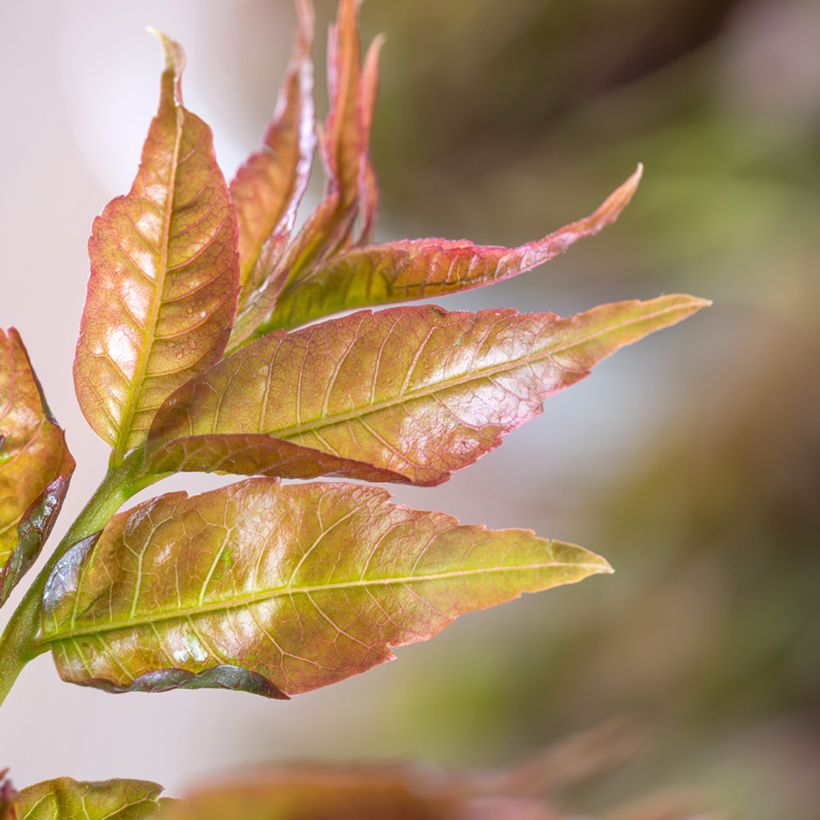 Toona sinensis (Lehvistö)