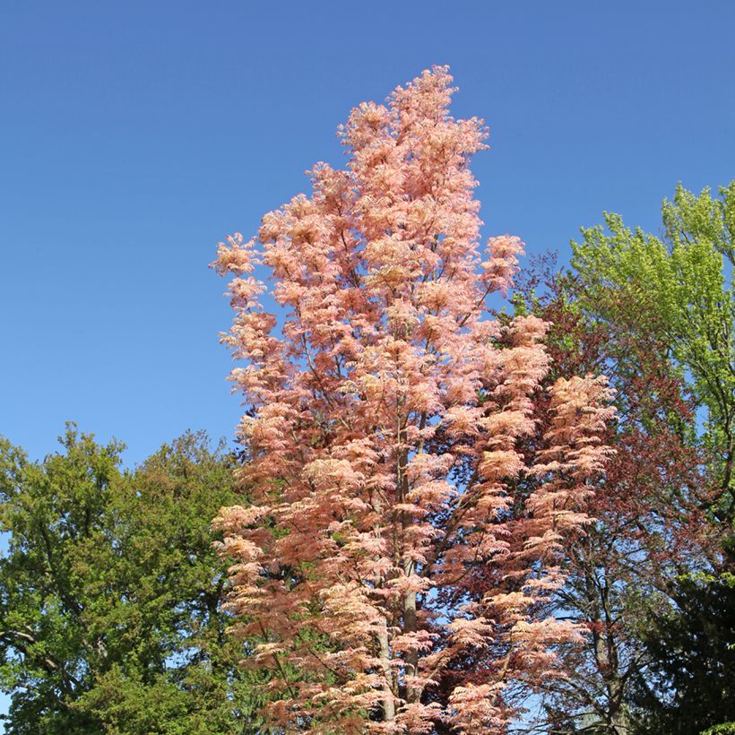 Toona sinensis Flamingo (Kasvutapa)