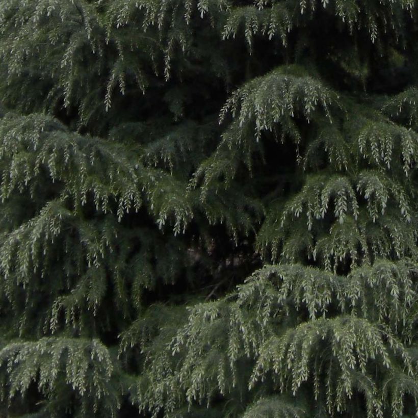Himalajansetri - Cedrus deodara (Lehvistö)