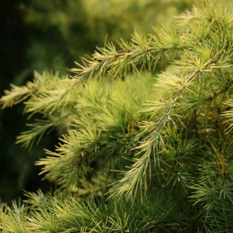 Himalajansetri Aurea (Lehvistö)