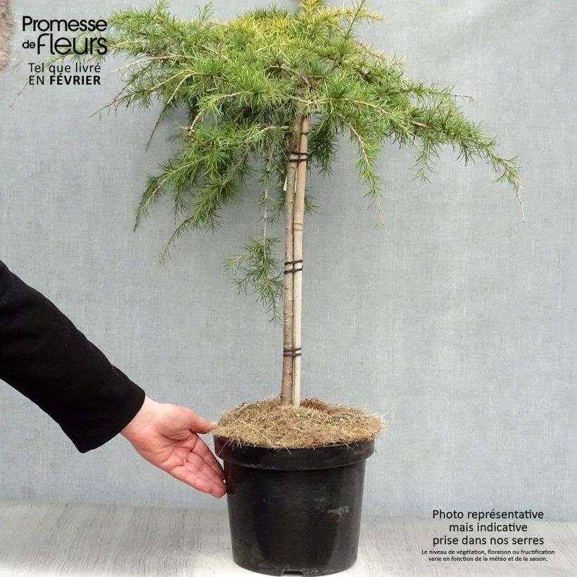 Esimerkki talvella toimitetusta Himalajansetri Golden Horizon Pot de 7,5L/10L, Tige-taimesta