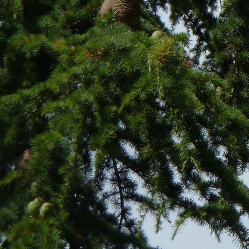 Libanoninseetri - Cedrus libani (Lehvistö)