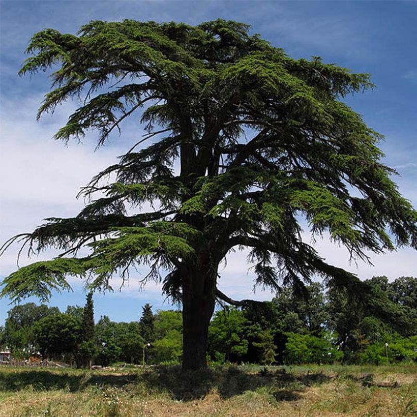 Libanoninseetri - Cedrus libani (Kasvutapa)
