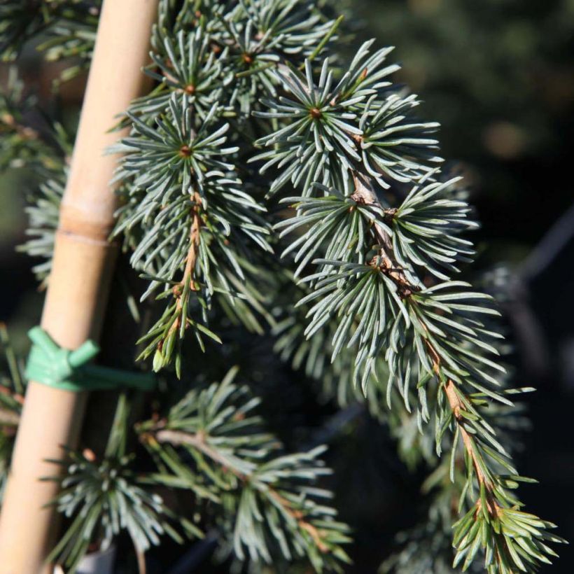 Libanoninseetri Atlantica Pendula (Lehvistö)