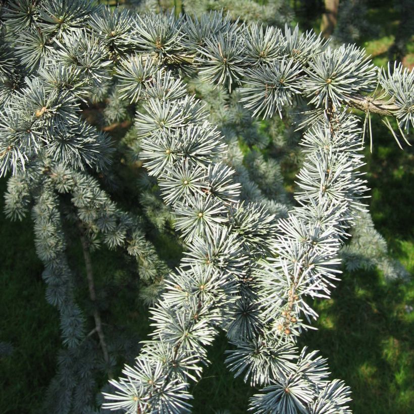 Libanoninseetri Glauca (Lehvistö)