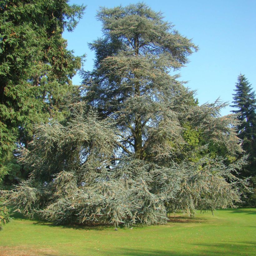 Libanoninseetri Glauca (Kasvutapa)