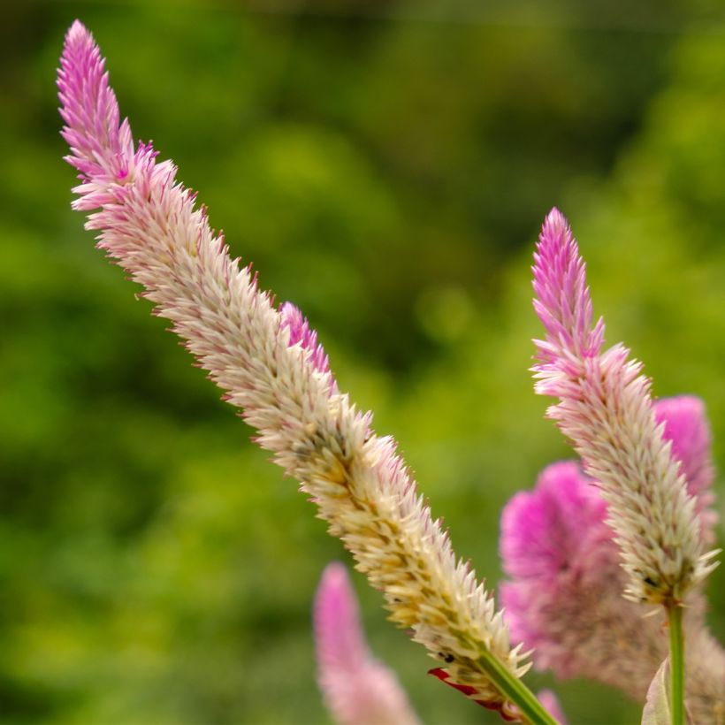 Kukonharja Flamingo Pink (Kukinta)