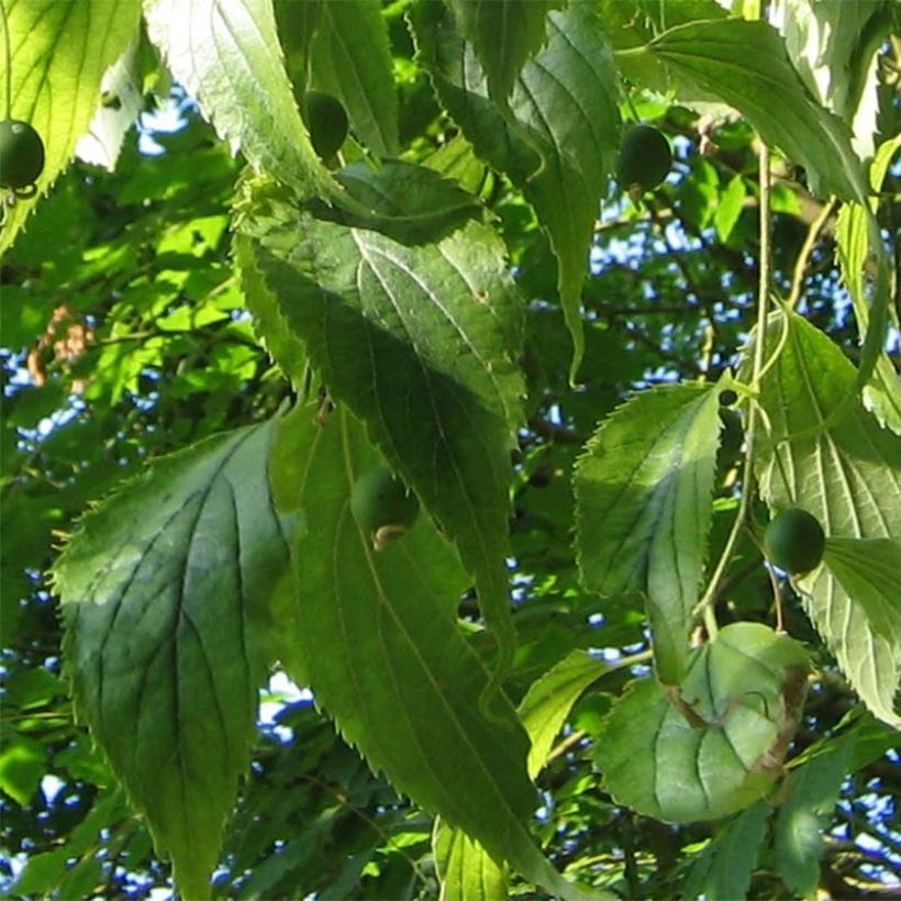 Euroopankeltis - Celtis australis (Lehvistö)