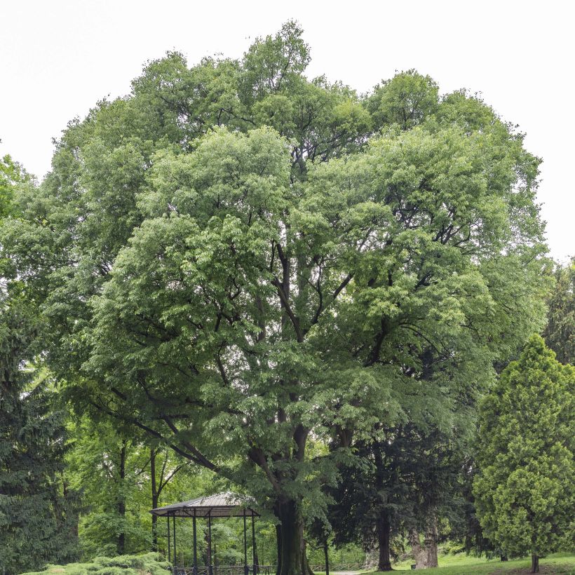 Euroopankeltis - Celtis australis (Kasvutapa)