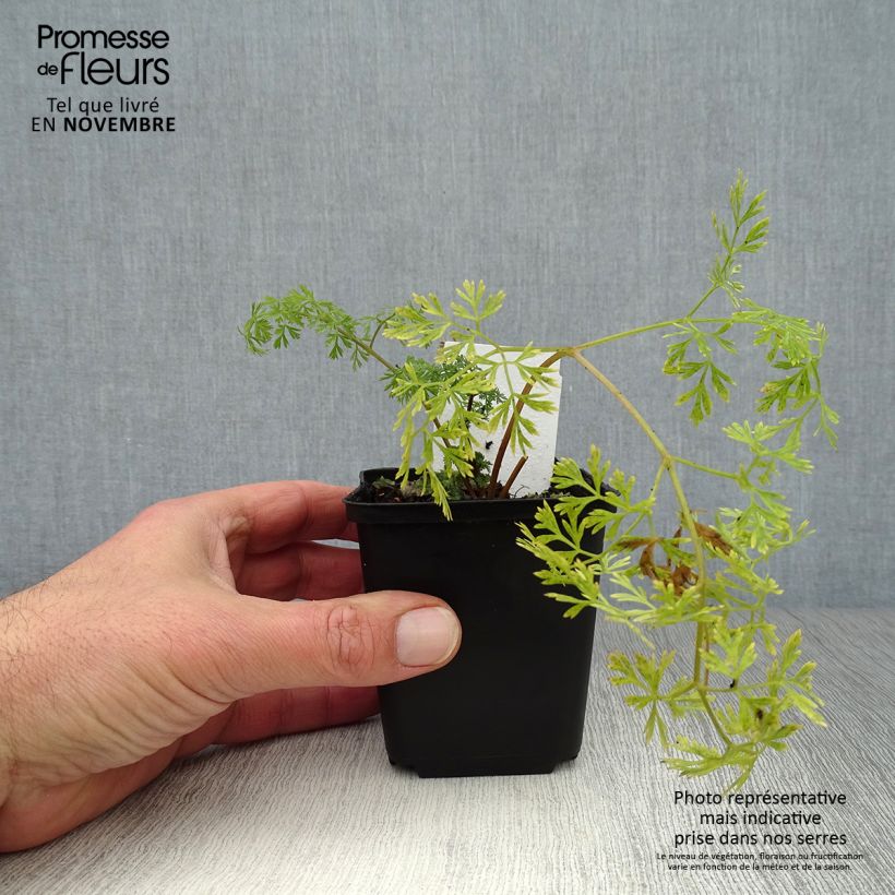 Esimerkki syksyllä toimitetusta Tuholatva - Cenolophium denudatum 8/9 cm taimiruukku-taimesta