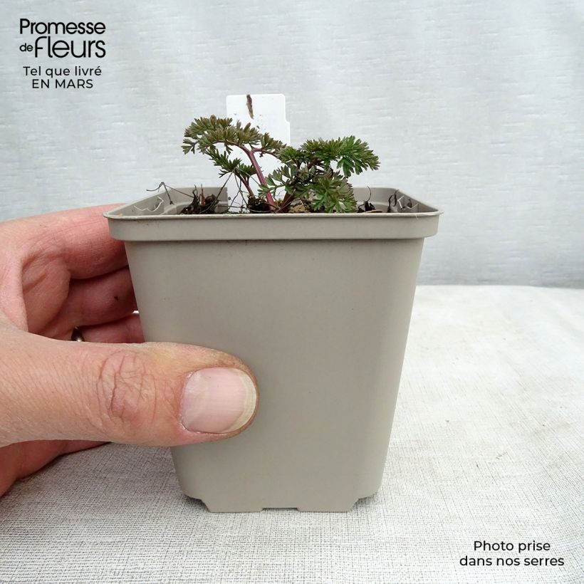Esimerkki keväällä toimitetusta Tuholatva - Cenolophium denudatum Godet de 8/9 cm-taimesta