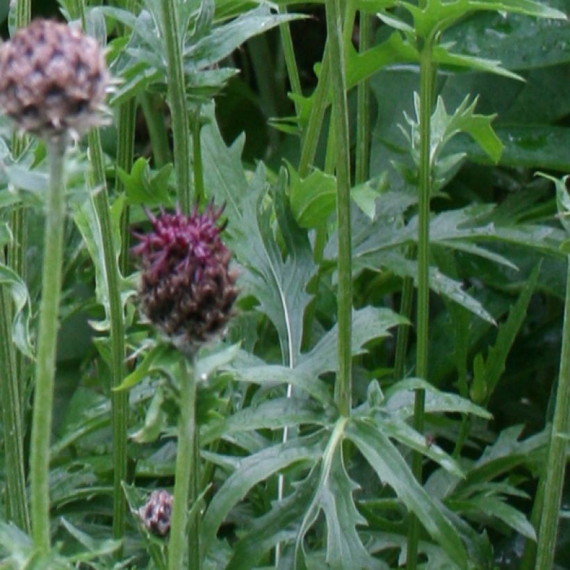 Kaunoki - Centaurea atropurpurea (Lehvistö)
