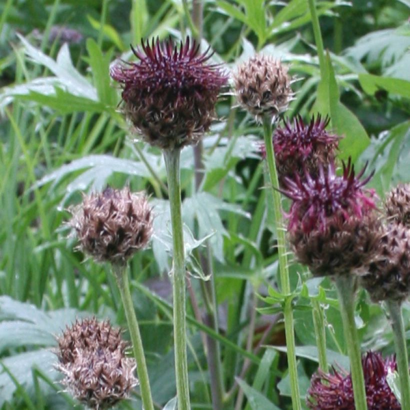 Kaunoki - Centaurea atropurpurea (Kukinta)