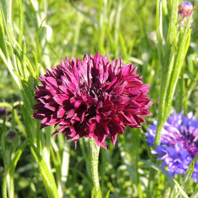Ruiskaunokki Black Ball (siemenet) (Kukinta)
