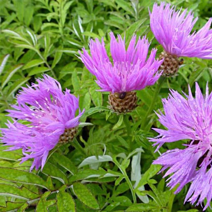 Huopakaunokki - Centaurea dealbata (Kukinta)