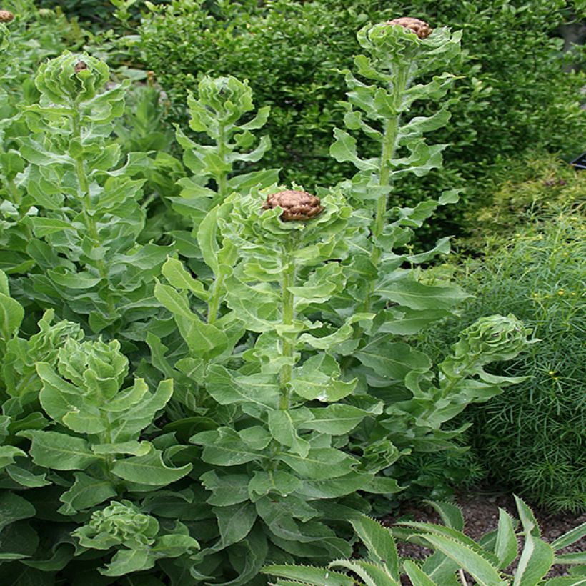 Keltakaunokki - Centaurea macrocephala (Lehvistö)