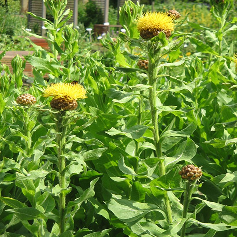 Keltakaunokki - Centaurea macrocephala (Kasvutapa)